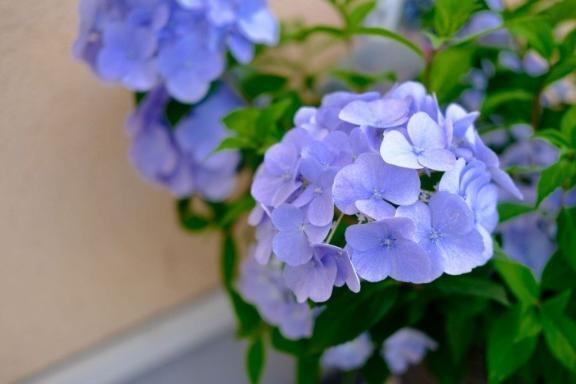 おはようございます｜写メ日記｜ちい｜池袋 人妻デリヘル 素人妻達☆マイふぇらレディー