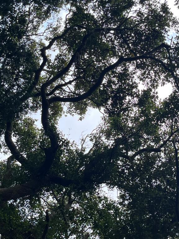 [お題]from:怖いんだけどさん｜写メ日記｜天音｜池袋 人妻デリヘル 素人妻達☆マイふぇらレディー