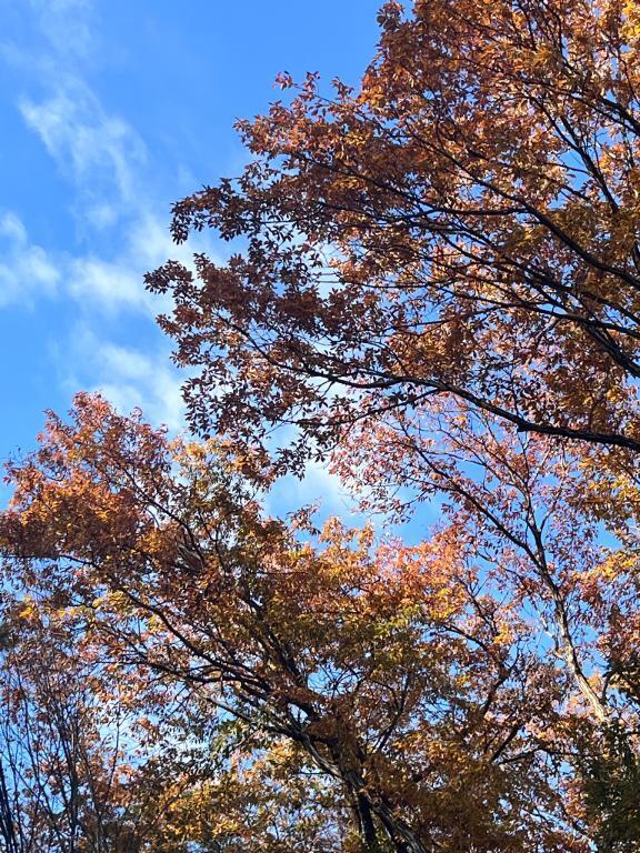 おはようございます｜写メ日記｜天音｜池袋 人妻デリヘル 素人妻達☆マイふぇらレディー