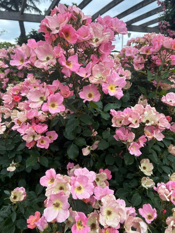 なかなか出勤できないことについて｜写メ日記｜ねね｜池袋 人妻デリヘル 素人妻達☆マイふぇらレディー