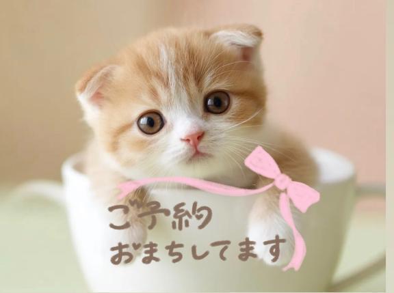 来週、出勤枠増やしました｜写メ日記｜まりか｜池袋 人妻デリヘル 素人妻達☆マイふぇらレディー