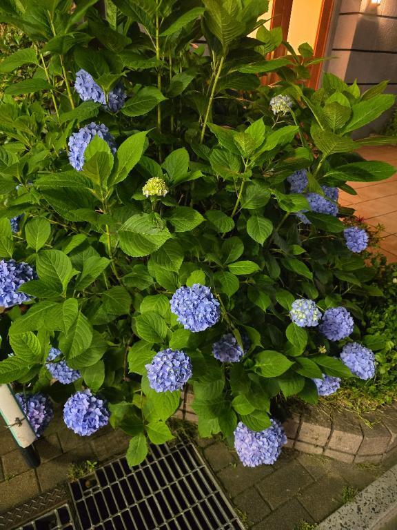 楽しみ｜写メ日記｜さやか｜池袋 人妻デリヘル 素人妻達☆マイふぇらレディー