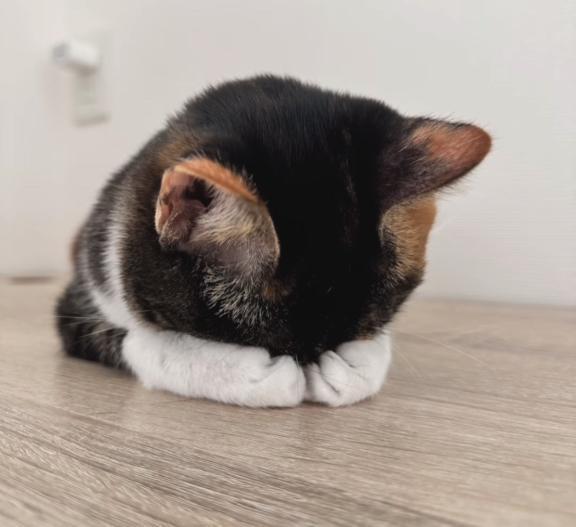 すいません(. . )