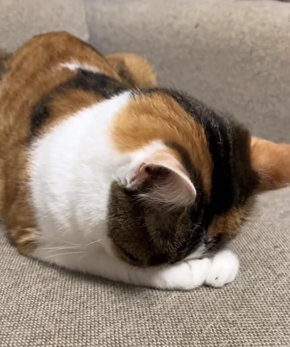 予定より早く(･-･`)