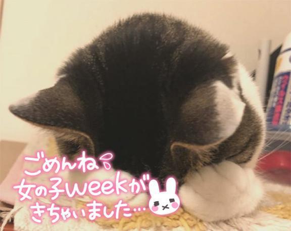 ごめんなさいm(._.)m｜写メ日記｜さえ｜池袋 人妻デリヘル 素人妻達☆マイふぇらレディー