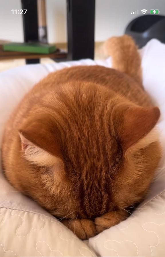 すいませんm(_ _)m｜写メ日記｜さえ｜池袋 人妻デリヘル 素人妻達☆マイふぇらレディー