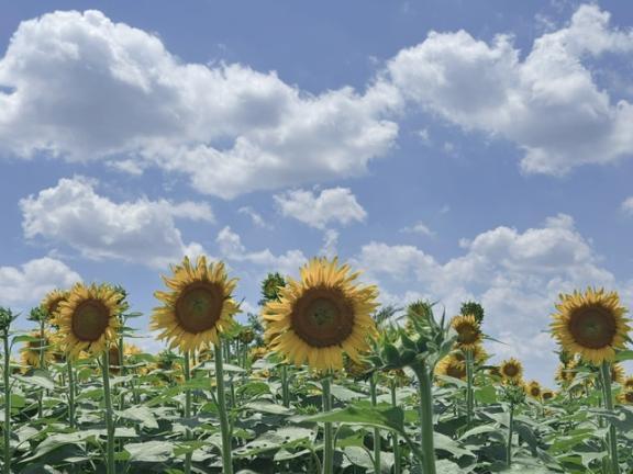 おやすみ｜写メ日記｜みずき｜池袋 人妻デリヘル 素人妻達☆マイふぇらレディー