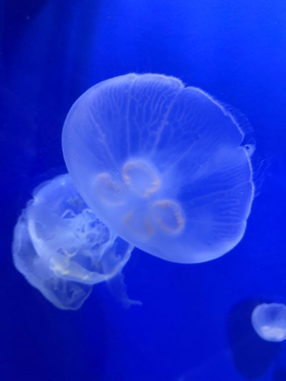 お久し振りです｜写メ日記｜りり｜池袋 人妻デリヘル 素人妻達☆マイふぇらレディー