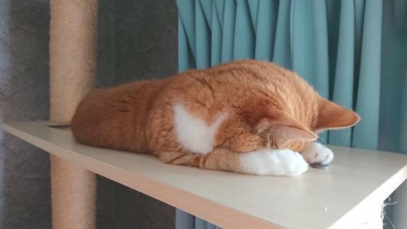 ごめんなさい｜写メ日記｜しほ｜池袋 人妻デリヘル 素人妻達☆マイふぇらレディー