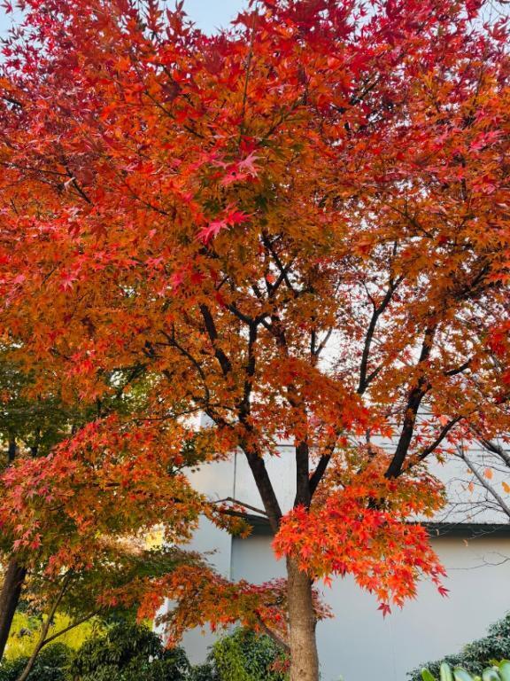 癒し⭐｜写メ日記｜りの｜池袋 人妻デリヘル 素人妻達☆マイふぇらレディー