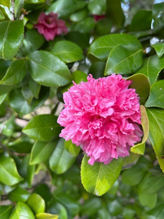 いい椿の日｜写メ日記｜まこ｜池袋 人妻デリヘル 素人妻達☆マイふぇらレディー