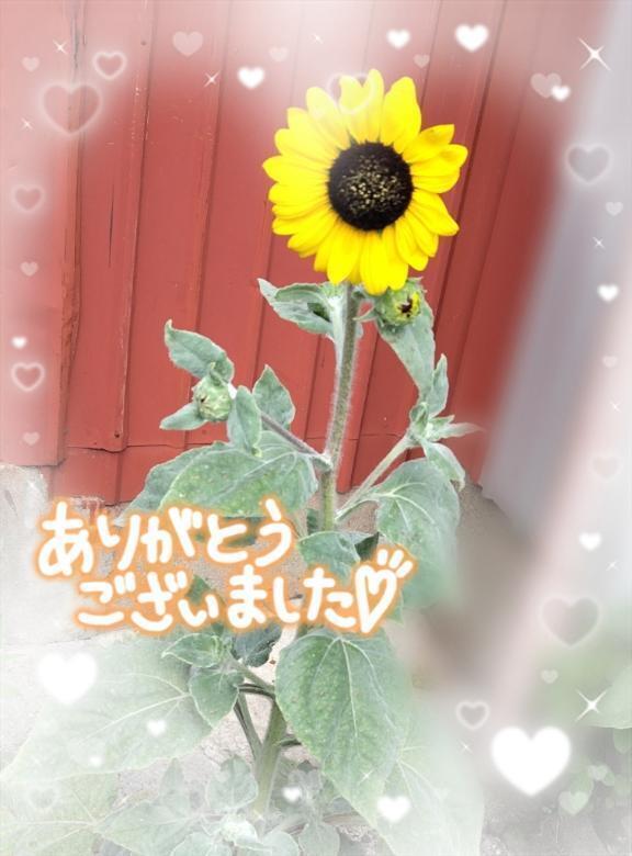 ✦おれいっ✦｜写メ日記｜さき｜錦糸町・小岩・葛西 人妻デリヘル 半熟ばなな錦糸町