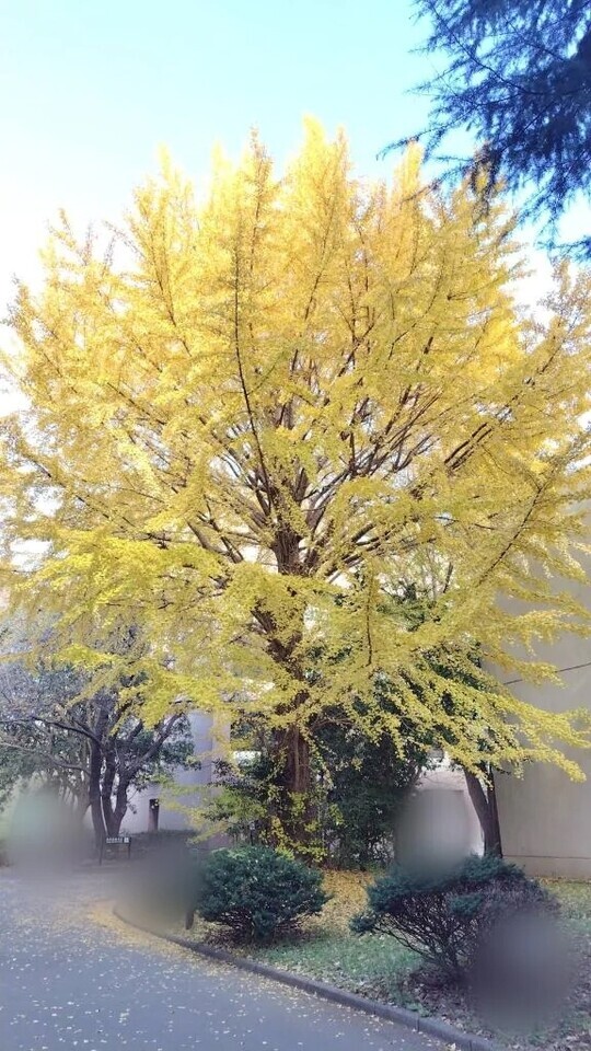 30(日)11〜17時、出勤します♪｜写メ日記｜さき｜錦糸町・小岩・葛西 人妻デリヘル 半熟ばなな錦糸町