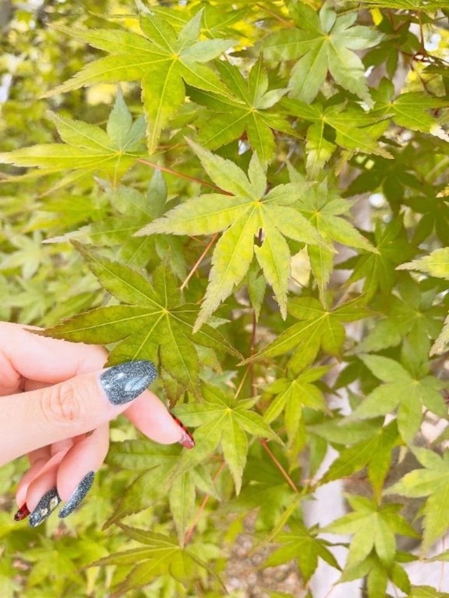 おはよぉございます(ꕤ ॑꒳ ॑*)ﾉ｜写メ日記｜ゆいか｜錦糸町・小岩・葛西 人妻デリヘル 半熟ばなな錦糸町