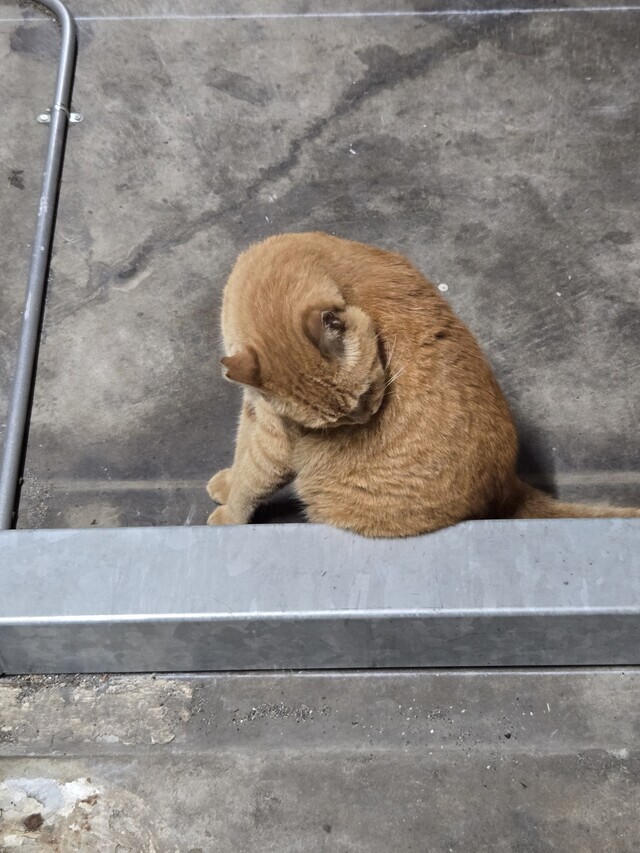 筋肉痛であります