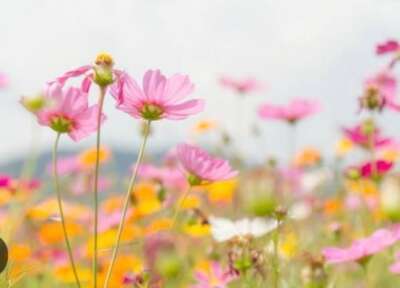 覚えていてくれたら嬉しいです｜写メ日記｜相原 なつみ｜鶯谷 人妻デリヘル 熟女パラダイス鶯谷店