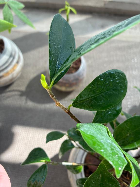 暖かい｜写メ日記｜榛之もも｜鶯谷 人妻デリヘル 熟女パラダイス鶯谷店