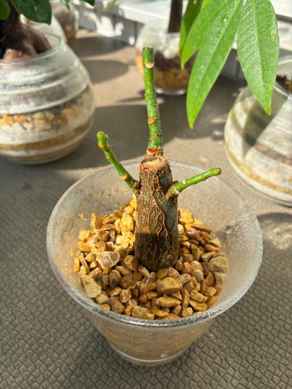 丸坊主第二弾｜写メ日記｜榛之もも｜鶯谷 人妻デリヘル 熟女パラダイス鶯谷店