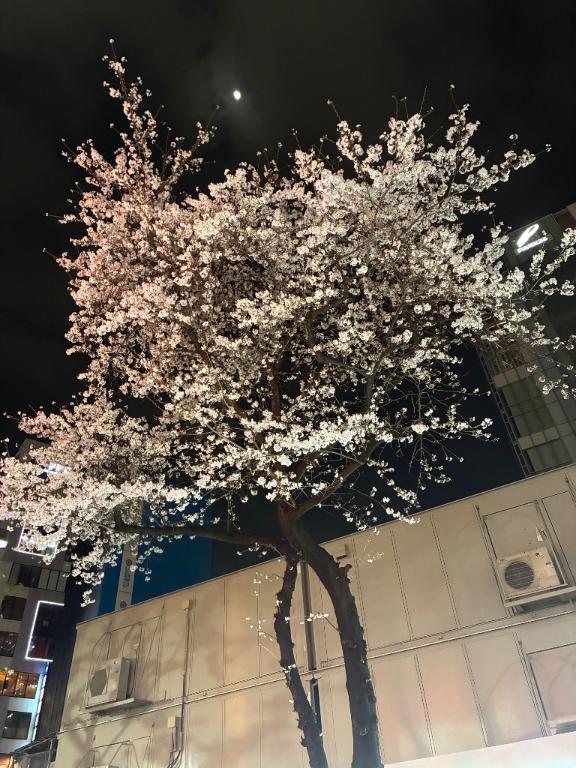 春ですね〜｜写メ日記｜榛之もも｜鶯谷 人妻デリヘル 熟女パラダイス鶯谷店