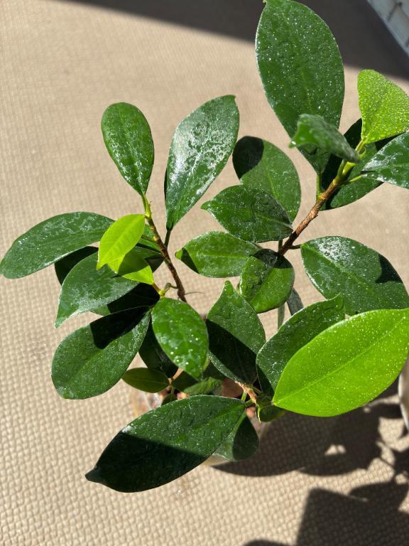 春来ますね〜｜写メ日記｜榛之もも｜鶯谷 人妻デリヘル 熟女パラダイス鶯谷店