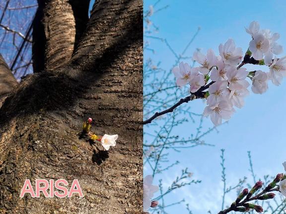 お花見｜写メ日記｜西ありさ｜鶯谷 人妻デリヘル 熟女パラダイス鶯谷店