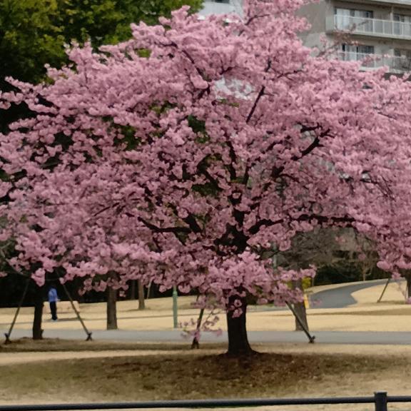 明日から出勤致します｜写メ日記｜大沢あかり｜鶯谷 人妻デリヘル 熟女パラダイス鶯谷店