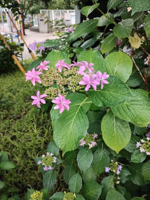 紫陽花みつけた｜写メ日記｜滝沢りょうか｜鶯谷 人妻デリヘル 熟女パラダイス鶯谷店