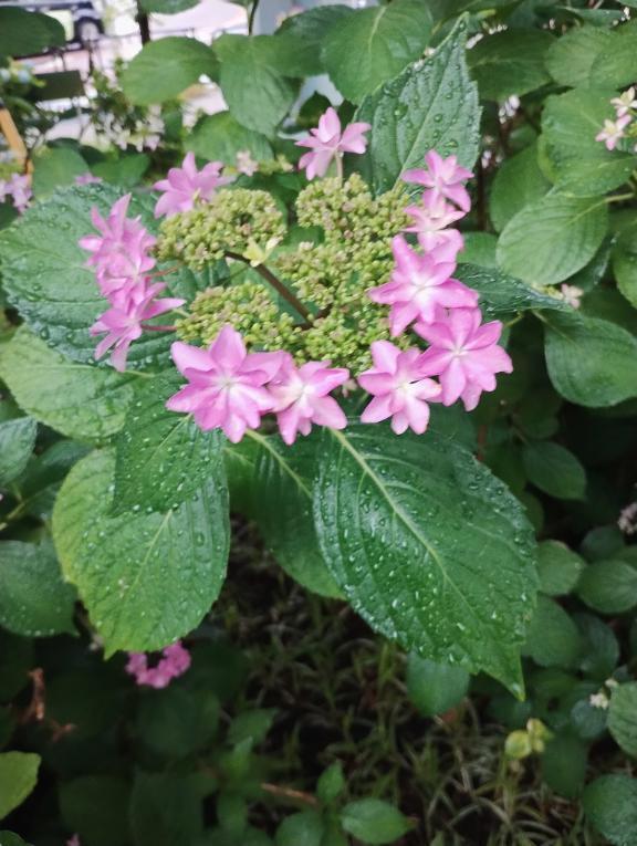 紫陽花みつけました｜写メ日記｜滝沢りょうか｜鶯谷 人妻デリヘル 熟女パラダイス鶯谷店