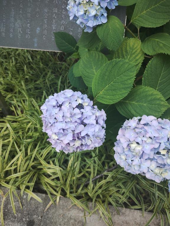 紫陽花またみつけました｜写メ日記｜滝沢りょうか｜鶯谷 人妻デリヘル 熟女パラダイス鶯谷店