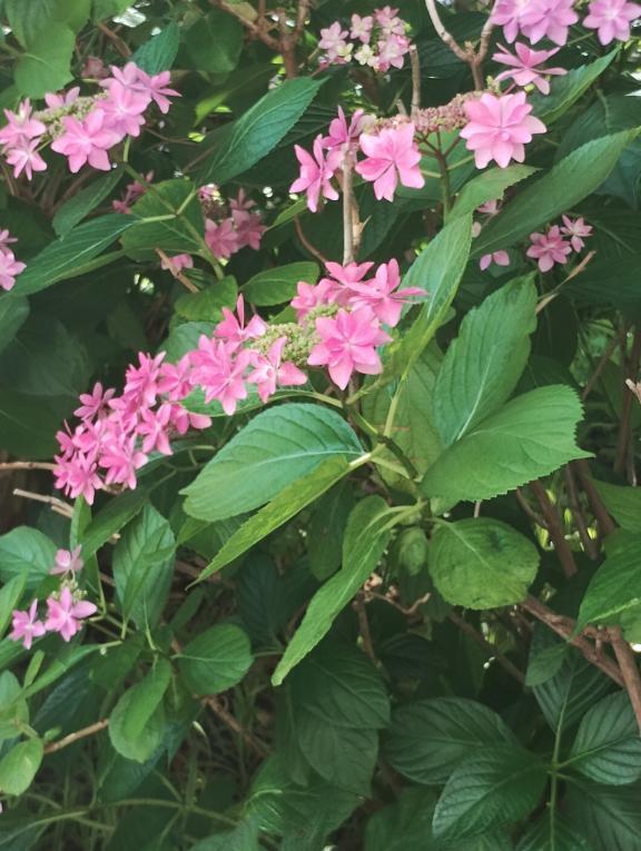 紫陽花みつけました｜写メ日記｜滝沢りょうか｜鶯谷 人妻デリヘル 熟女パラダイス鶯谷店