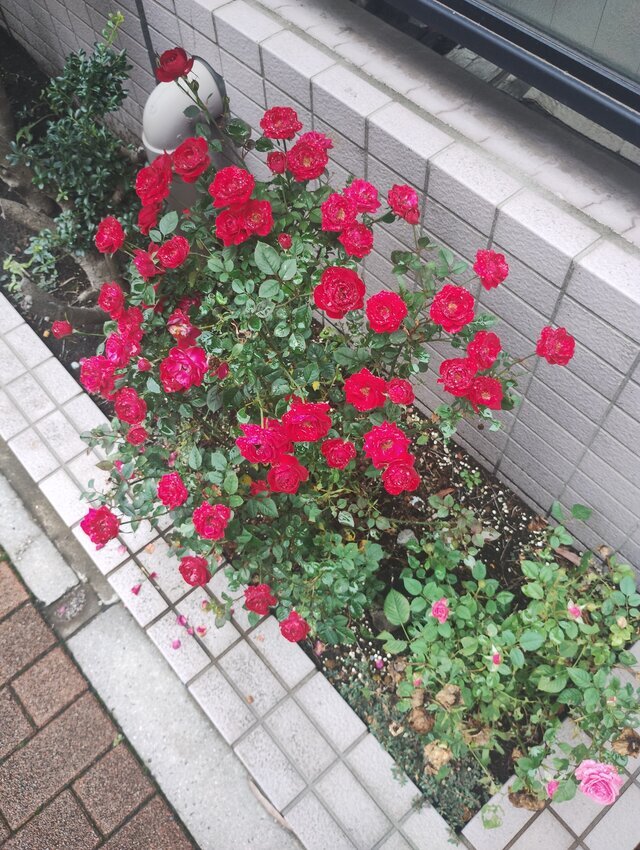 生命力強い😁｜写メ日記｜滝沢りょうか｜鶯谷 人妻デリヘル 熟女パラダイス鶯谷店