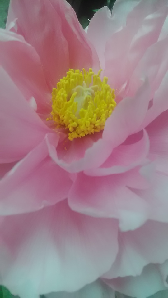 おはようございます。