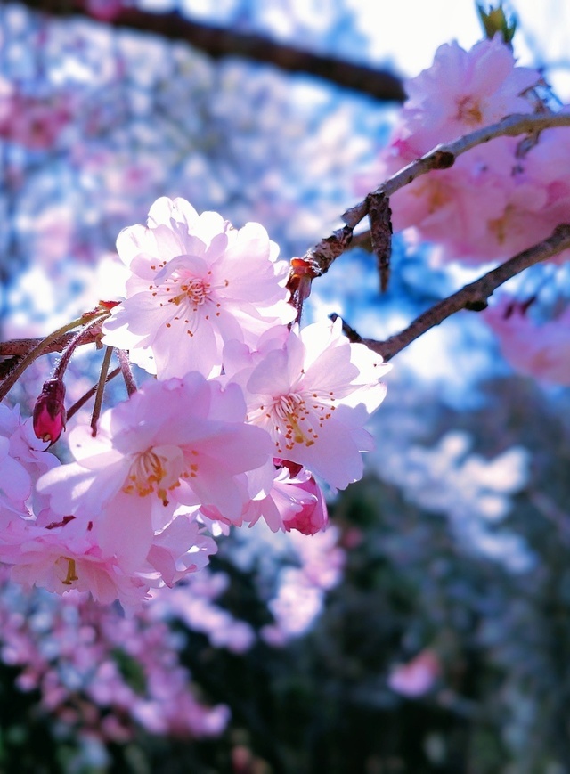 [長文ｺﾞﾒ⭐}(///∇/// )>　やっぱ今年は跳ね上がるぜぃ！（ｳﾘｬ♪）｜写メ日記｜さわ｜鶯谷 人妻デリヘル 性腺熟女100%鶯谷（デリヘル市場）