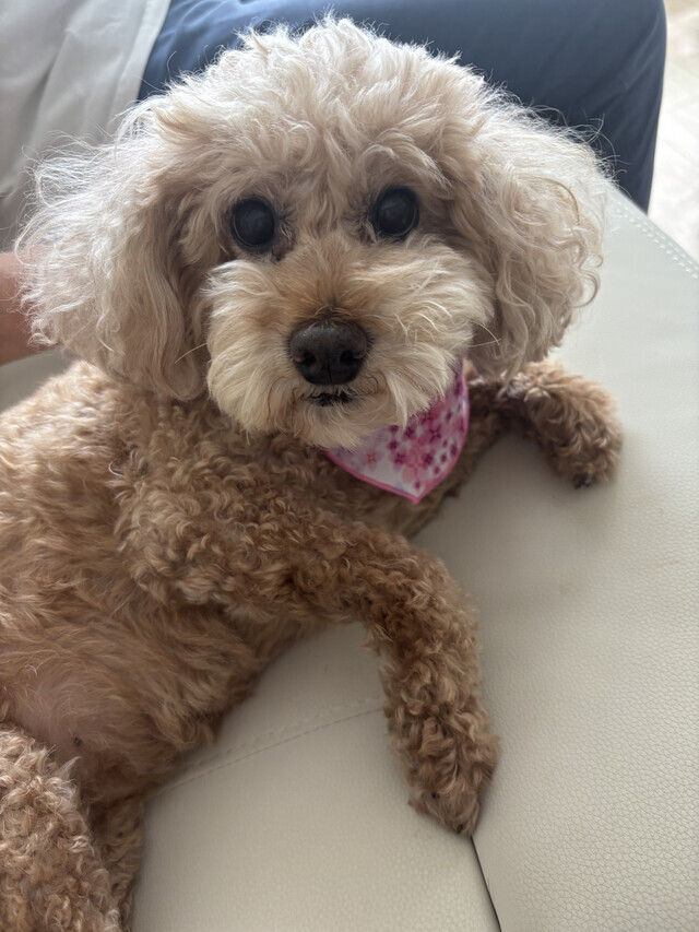 猫飼いさん募集！｜写メ日記｜まなつ｜鶯谷 人妻デリヘル 性腺熟女100%鶯谷（デリヘル市場）