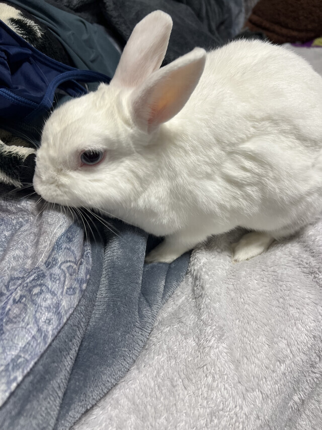 寒がるウサギ｜写メ日記｜みつる｜鶯谷 人妻デリヘル 性腺熟女100%鶯谷（デリヘル市場）