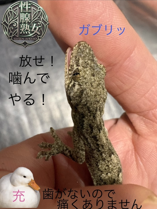 捕まえた！｜写メ日記｜みつる｜鶯谷 人妻デリヘル 性腺熟女100%鶯谷（デリヘル市場）