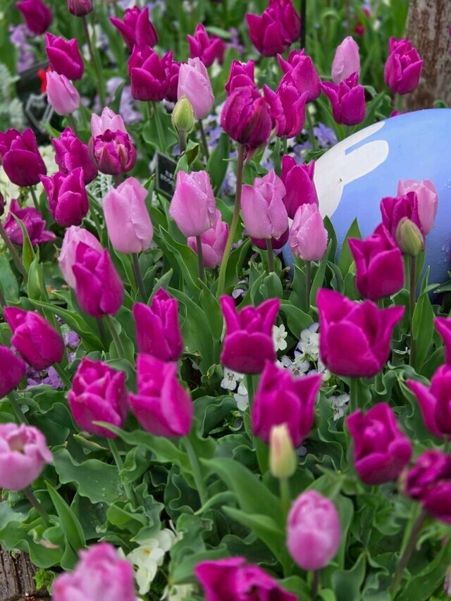 雨予報☂️｜写メ日記｜せいか｜鶯谷 人妻デリヘル 性腺熟女100%鶯谷（デリヘル市場）