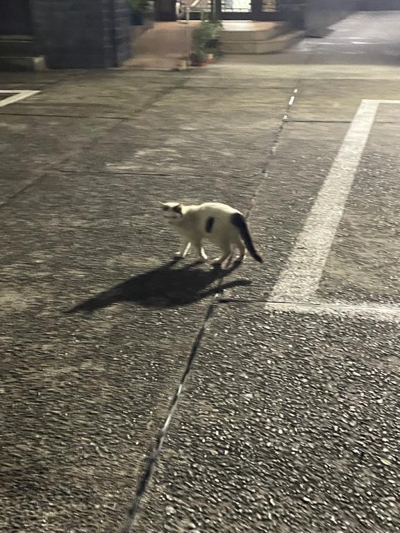 ねっこ｜写メ日記｜まりな｜鶯谷 人妻デリヘル ヌキすぎ注意♪妻み喰い イケちゃいますよ！
