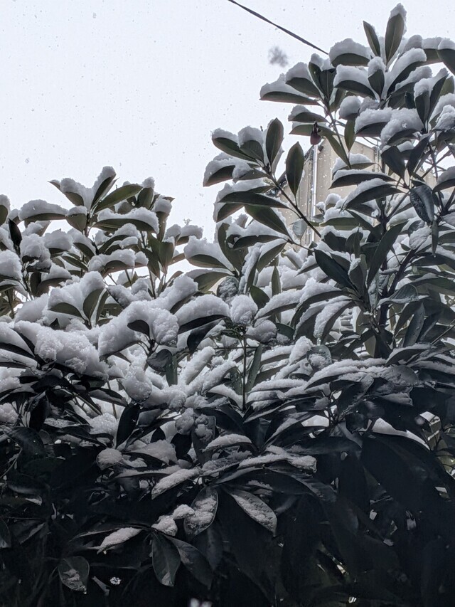 雪が降りましたね💦｜写メ日記｜杉浦あやの｜上野・浅草・秋葉原 人妻デリヘル セカンドパートナー