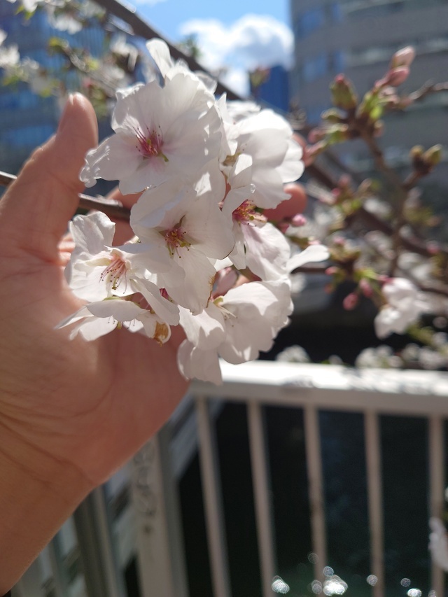 キレイ✨｜写メ日記｜杉浦あやの｜上野・浅草・秋葉原 人妻デリヘル セカンドパートナー