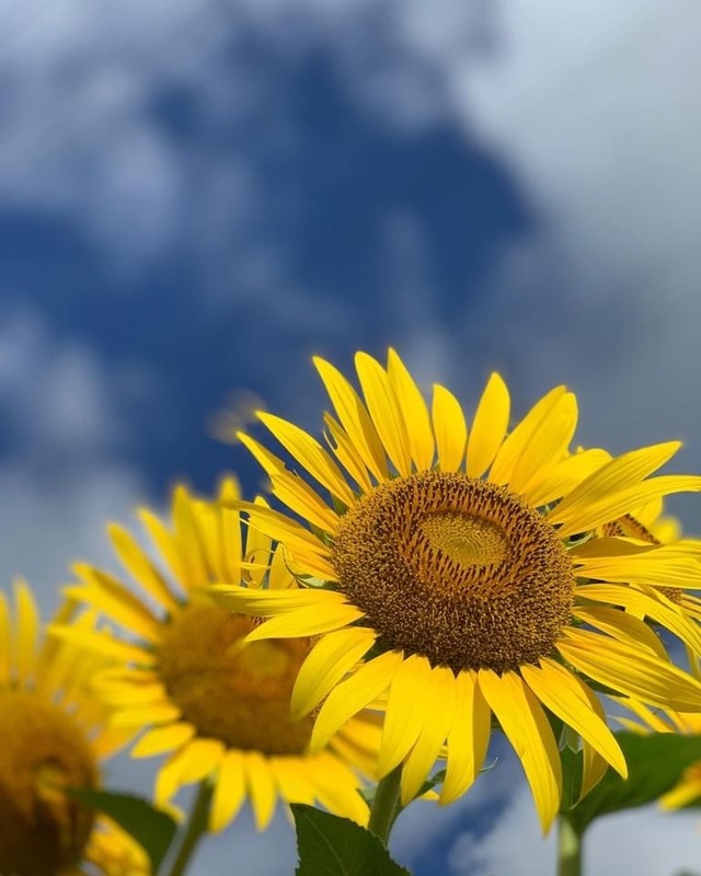 お礼です｜写メ日記｜綾瀬なみ｜上野・浅草・秋葉原 人妻デリヘル セカンドパートナー