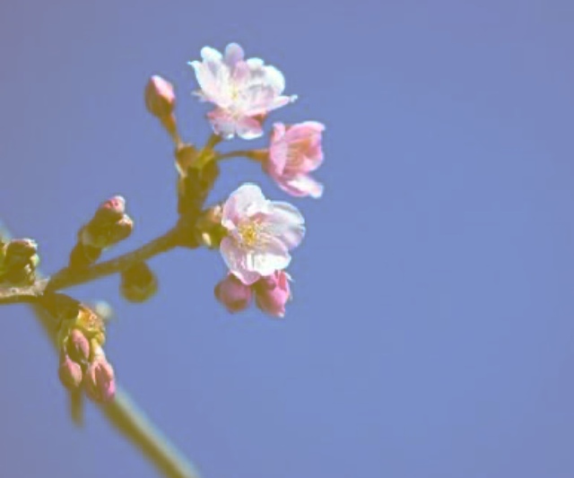 あやです｜写メ日記｜高倉あや｜上野・浅草・秋葉原 人妻デリヘル セカンドパートナー
