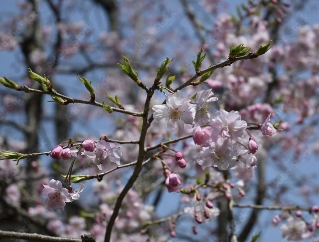 あやです♪｜写メ日記｜高倉あや｜上野・浅草・秋葉原 人妻デリヘル セカンドパートナー