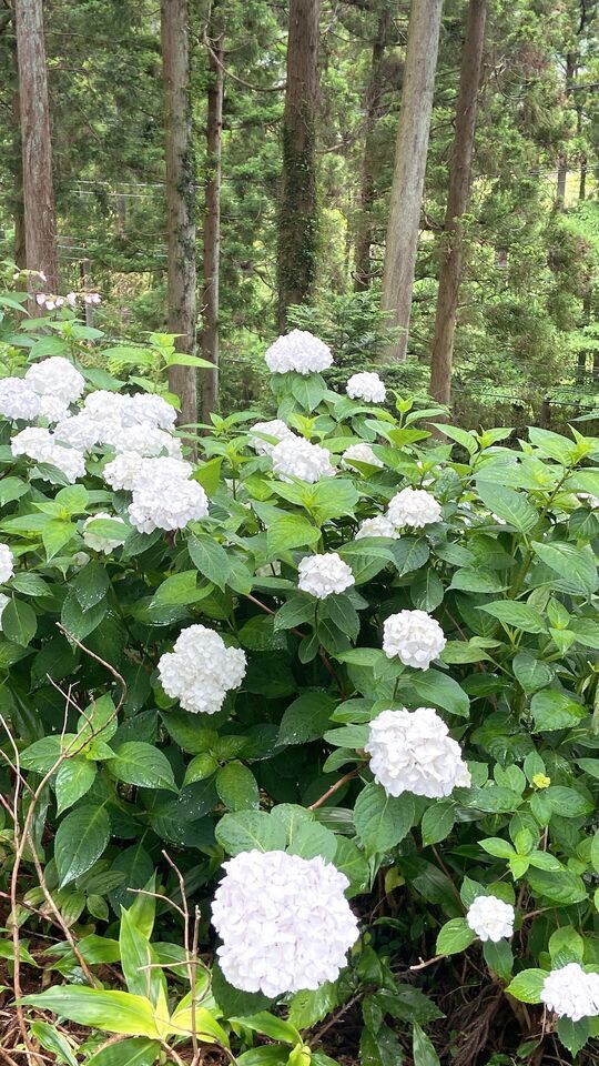 紫陽花も少しお疲れみたい…｜写メ日記｜藤井かなこ｜上野・浅草・秋葉原 人妻デリヘル セカンドパートナー