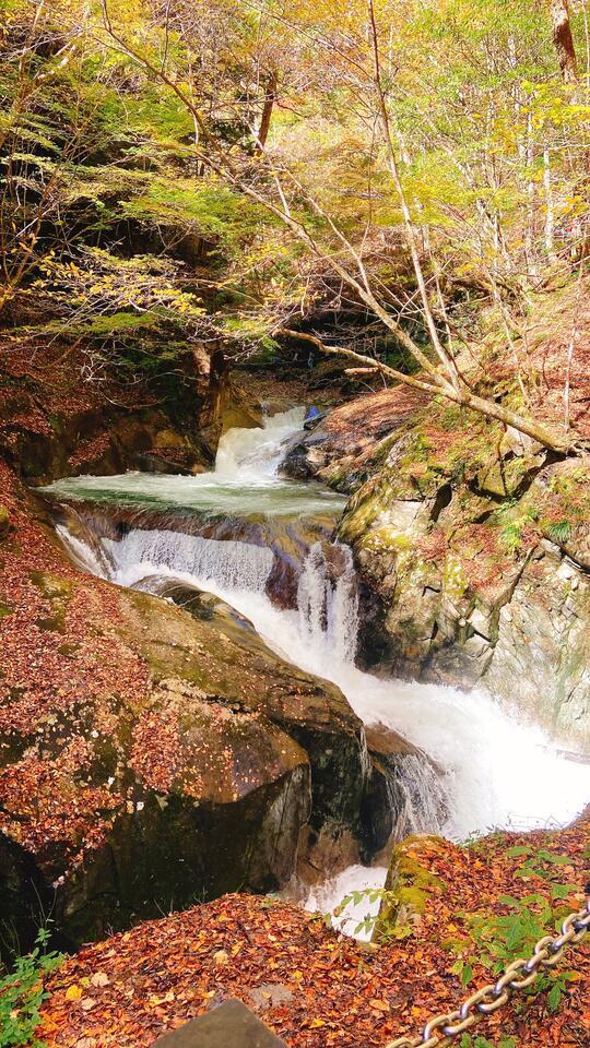 紅葉の季節、心も色づく頃に…♡｜写メ日記｜藤井かなこ｜上野・浅草・秋葉原 人妻デリヘル セカンドパートナー