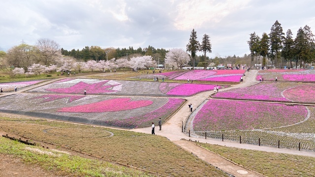 桜と芝桜、春を２つ楽しんで♪｜写メ日記｜藤井かなこ｜上野・浅草・秋葉原 人妻デリヘル セカンドパートナー