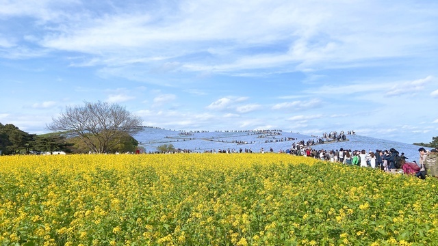揺れる春に、やさしいひとときを…✨｜写メ日記｜藤井かなこ｜上野・浅草・秋葉原 人妻デリヘル セカンドパートナー