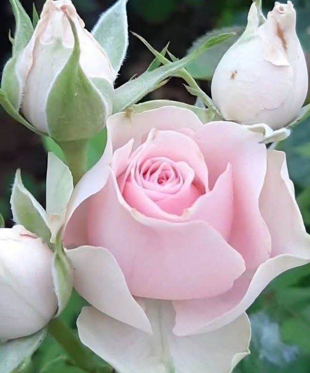 本日はどうぞよろしくお願いいたします。｜写メ日記｜美園りりか｜上野・浅草・秋葉原 人妻デリヘル セカンドパートナー