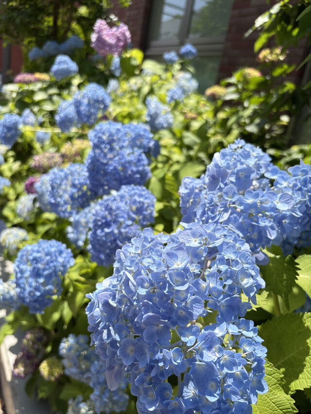 初夏♡｜写メ日記｜森川ほたる｜上野・浅草・秋葉原 人妻デリヘル セカンドパートナー