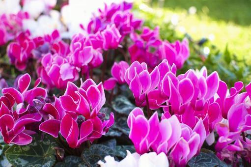 シクラメンの恋心｜写メ日記｜柚月はな｜上野・浅草・秋葉原 人妻デリヘル セカンドパートナー